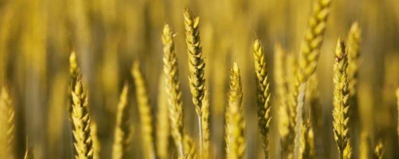 大麦的用途 小麦与大麦的用途