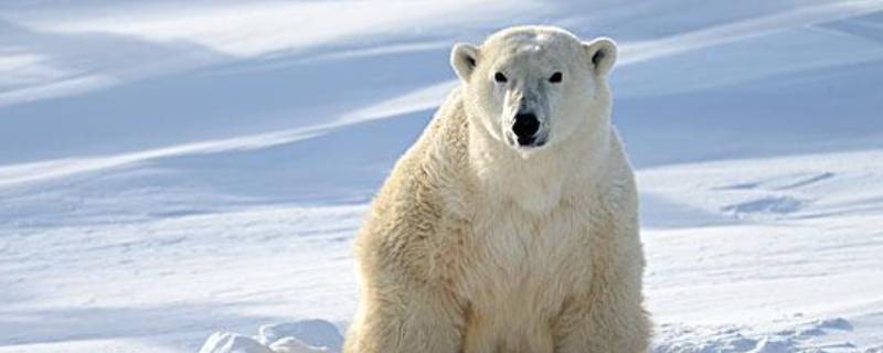 北极熊是什么颜色的皮肤 北极熊是什么颜色的