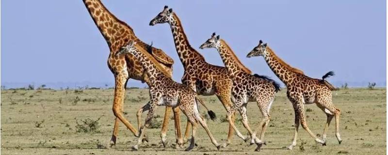 长颈鹿属于鹿类这种说法是 长颈鹿属于鹿类