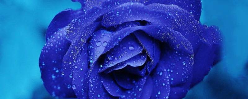 淡蓝色玫瑰花叫什么 蓝色玫瑰花叫啥