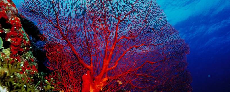 红珊瑚的特点 红珊瑚的特点是什么