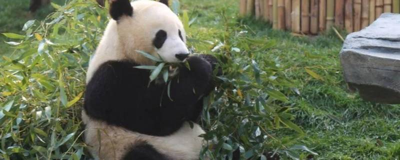 熊猫怎样吃竹子（什么样的大熊猫怎样吃竹子）