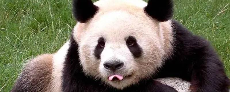 熊猫分布（熊猫分布在中国的哪个地区?）