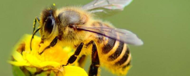蜜蜂绕着灯飞一会死了 为什么灯一关蜜蜂就死了