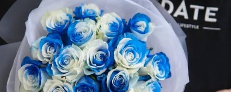 淡蓝白相间的玫瑰叫什么（淡蓝白相间的玫瑰图片）
