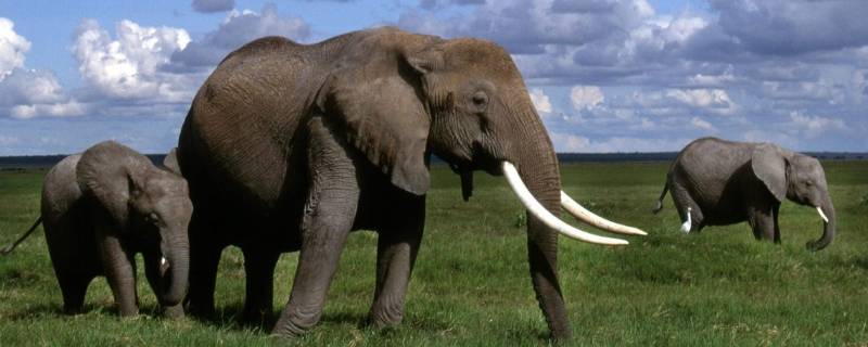 野生大象吃什么食物 野生大象的食物
