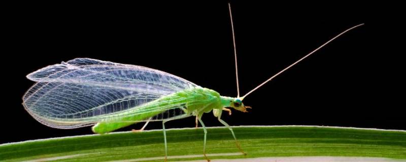绿色的小飞虫是什么东西怎么办 绿色的小飞虫是啥