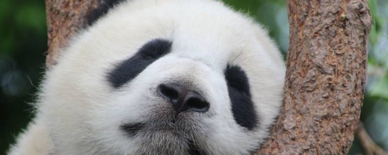 大熊猫怎样睡觉 大熊猫怎样睡觉?