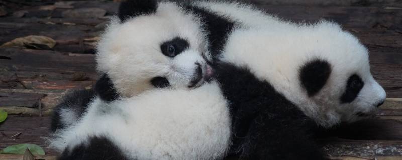 大熊猫怎样繁殖的? 大熊猫怎样繁殖