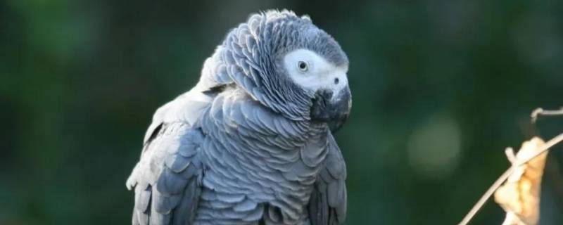 非洲灰鹦鹉的特点 非洲灰鹦鹉有什么缺点
