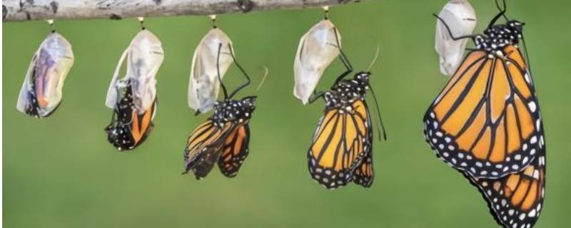 毛毛虫怎么变成蝴蝶 毛毛虫怎么变成蝴蝶的过程
