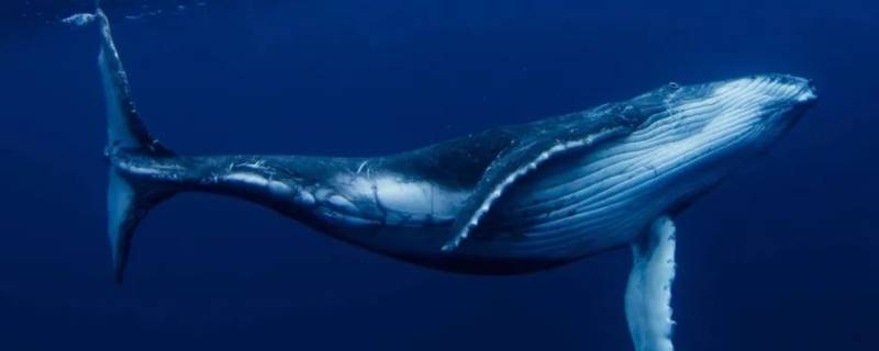 鲸鱼的特点 鲸鱼的特点和本领