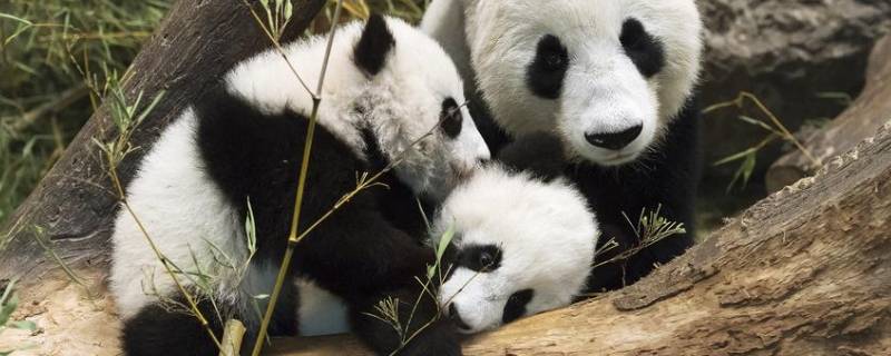 上海动物园有大熊猫吗 上海动物园有大熊猫嘛