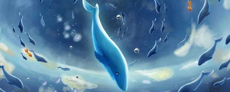 蓝鲸有多长 蓝鲸有多长有多重