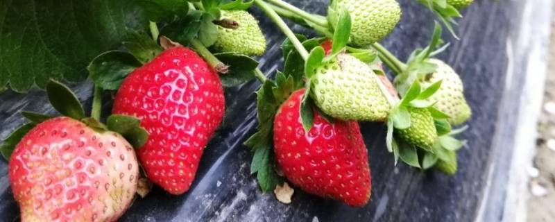 草莓高温四十度行不行 草莓夏天超过30度怎么办