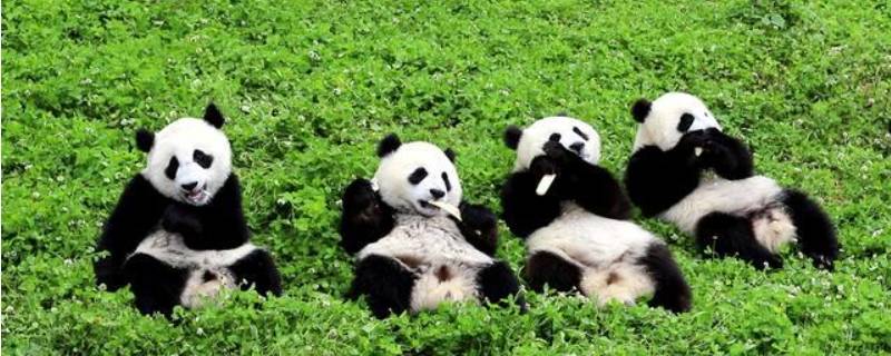 保护熊猫的方法和措施 保护熊猫的方法和措施用英文写学生
