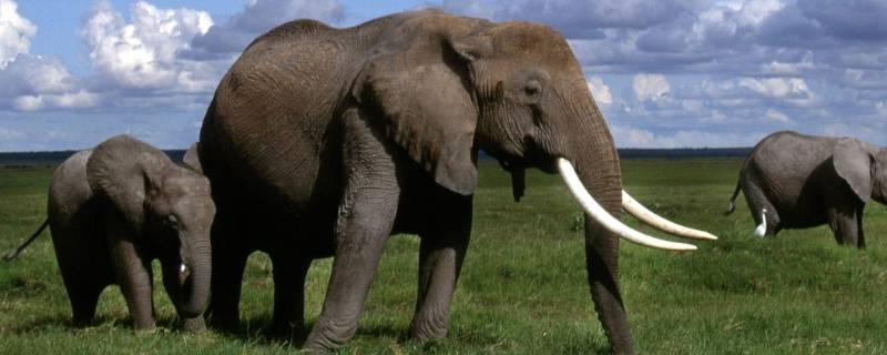 大象公母怎么区别 大象公象和母象的区别