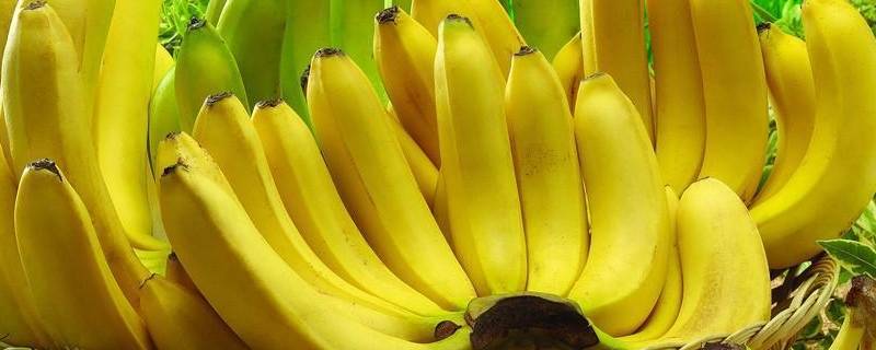 香蕉有几种（香蕉有几种品种及图片）