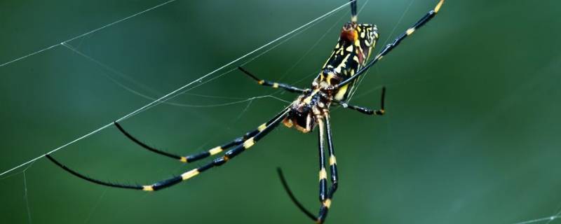 金丝蛛的特点 吐金丝的蜘蛛是什么品种