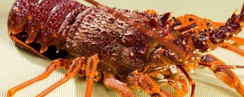 怎么辨别龙虾公母 怎么分辨龙虾的公母