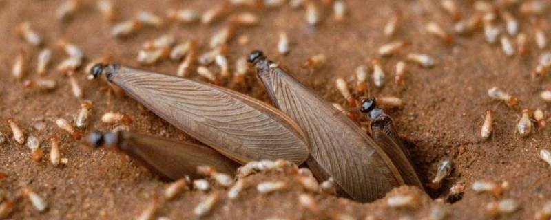 屋里有带翅膀的蚂蚁怎么办 屋里有带翅膀的蚂蚁怎么回事