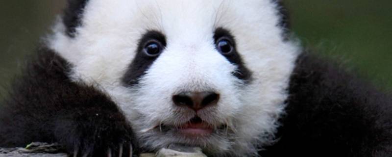 熊猫品种的猫 熊猫有几个品种