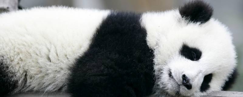 大熊猫的行为特点 大熊猫的行为特点描写