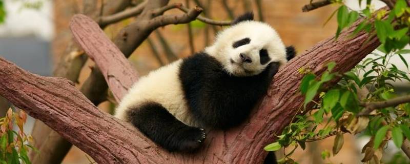 大熊猫怎么睡觉 大熊猫怎样睡觉