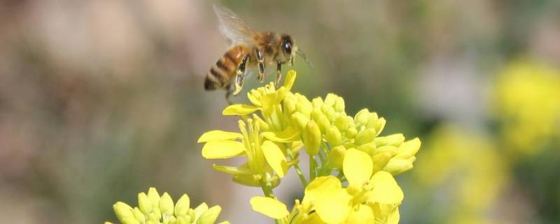 蜜蜂的特点介绍 壁蜂的特点