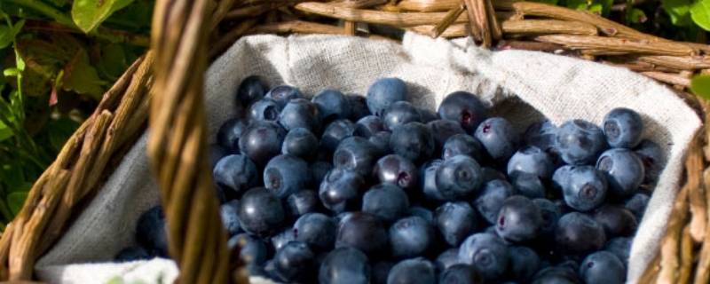 蓝莓怎么存放保鲜多久（蓝莓如何储存保鲜）