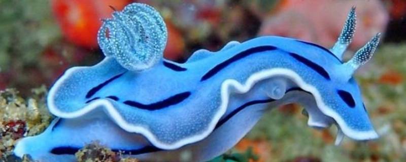海螵蛸的性状特征 海蛞蝓的特点