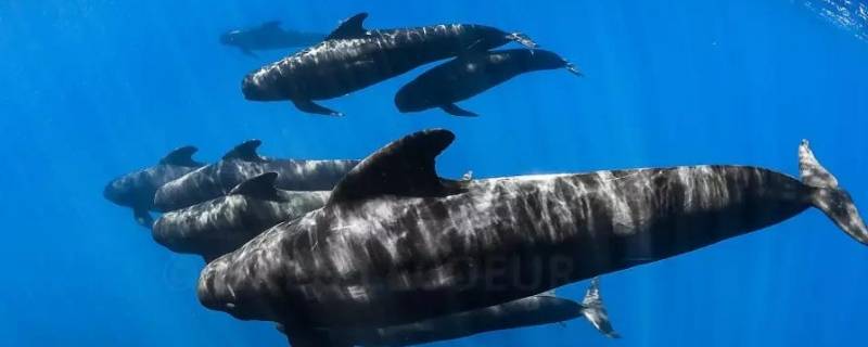 保护鲸鱼的措施 如何保护鲸鱼的措施