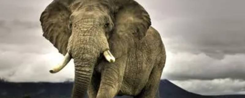 大象为什么怕老鼠 大象为什么怕老鼠钻进耳朵