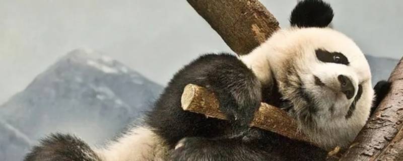 大熊猫的特点有哪些 中国大熊猫的特点有哪些