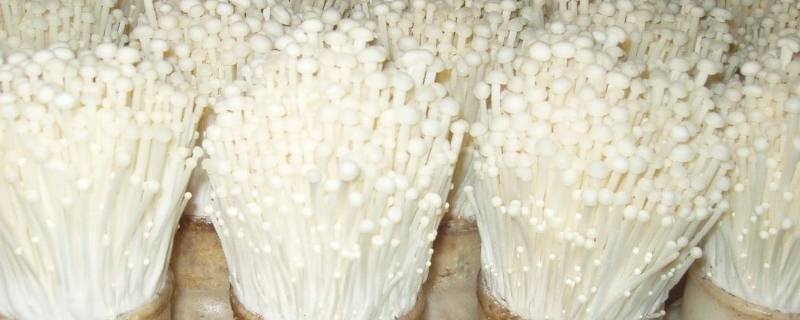 金针菇有几种做法 金针菇有哪几种做法