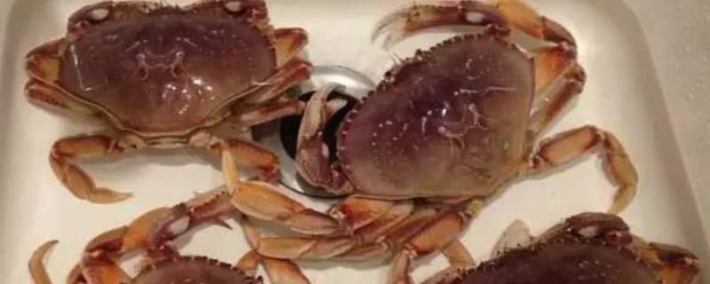 不能吃的螃蟹品种 哪种螃蟹不能吃?
