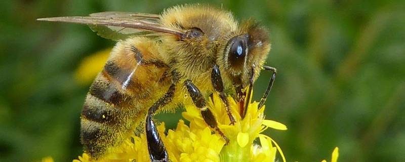 分蜂热的原因 分蜂热是什么意思