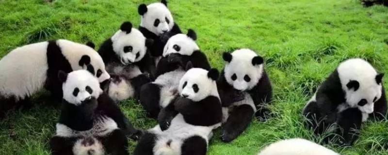国宝大熊猫的习性 国宝大熊猫的喜好