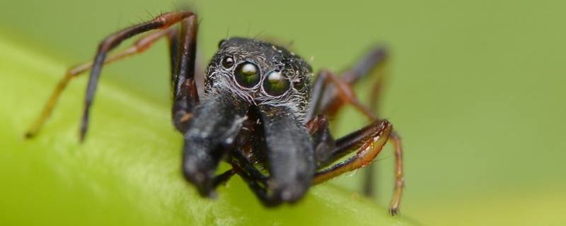 大蚁蛛的特点 大蚁蛛是昆虫吗
