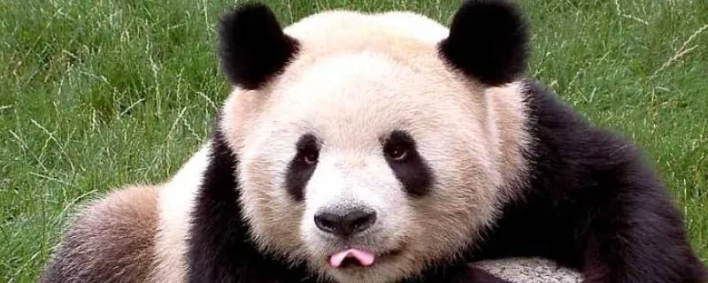 大熊猫为什么能消化竹子 为什么只有大熊猫能消化竹子