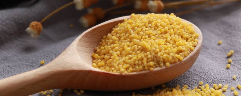 黄米是什么米 黄米是什么米是小米吗