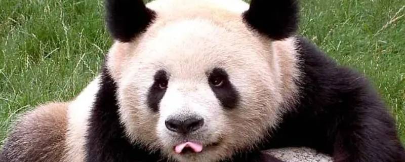 大熊猫怎么活动 大熊猫的活动描写