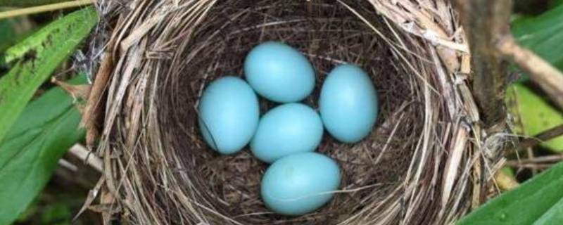 淡绿色蛋壳是什么鸟的蛋 浅绿色的蛋是什么鸟