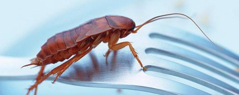 什么气味可以驱赶蟑螂 蟑螂怕什么味道,怎么除蟑螂