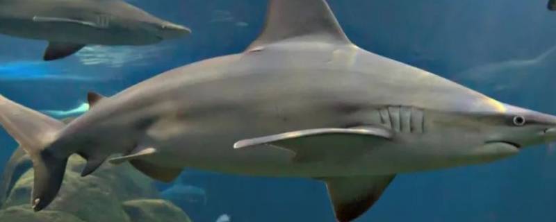 条纹斑竹鲨的饲养 条纹斑竹鲨的特点