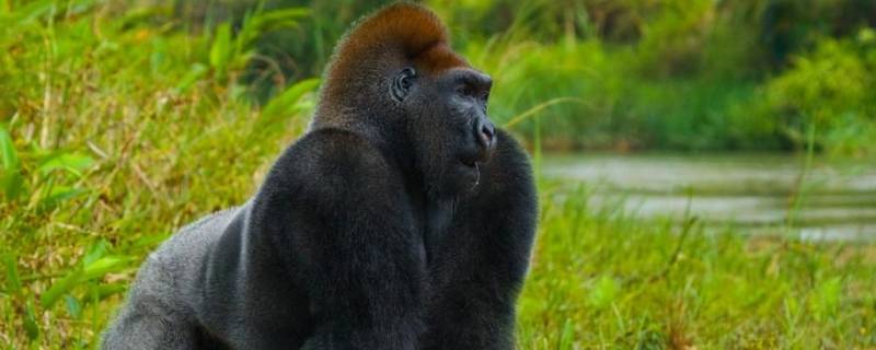 大猩猩吃什么 野生大猩猩吃什么