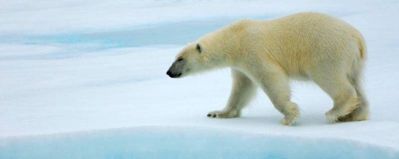 北极熊的特点 北极熊的特点和生活特征