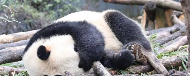大熊猫是怎么睡觉的（大熊猫是怎样睡觉的）