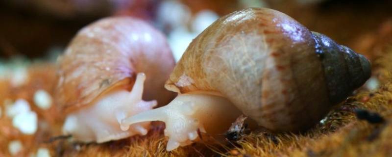 白玉蜗牛和非洲大蜗牛的区别 白玉蜗牛跟非洲大蜗牛