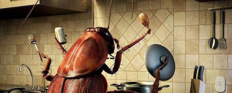 厨房蟑螂从哪里来的 蟑螂出现在厨房